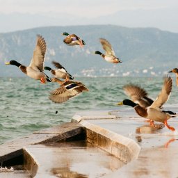 Czekając na odpowiedni moment - kaczki nad jeziorem Garda