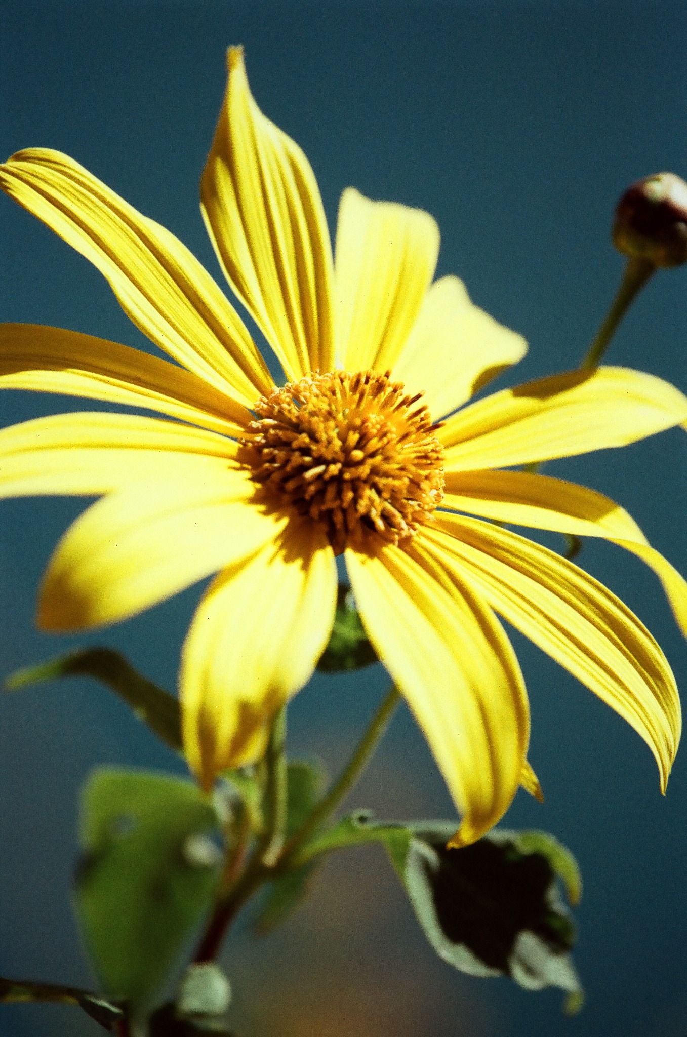 Żółty kwiat słonecznika z wyraźnym środkiem i zielonymi liśćmi na tle ciemnego nieba, uchwycony w zbliżeniu z delikatnym oświetleniem.
