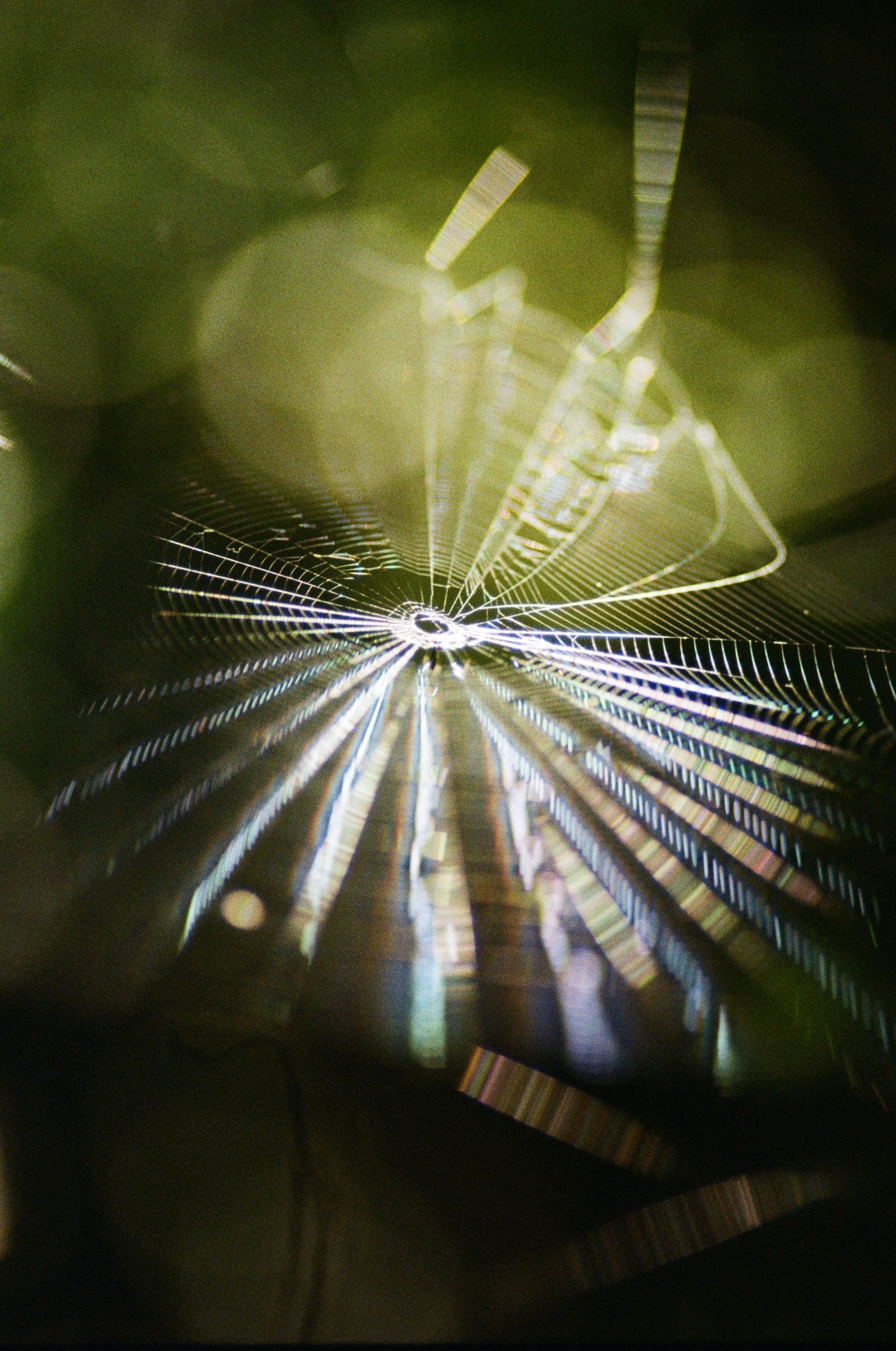 Naturalne oświetlenie, stabilna ręka i brak pająka potrafią sprawić, że zdjęcie wyjdzie magiczne