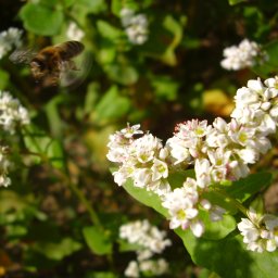 Rzeczoznawstwo Ośrodek Rzeczoznawstwa i Doradztwa SITR - NOT Józef Chlebowski - Latająca pszczoła zbliża się do kwitnącej gałązki gryki na tle zielonych liści, uchwycona w słoneczny dzień.
