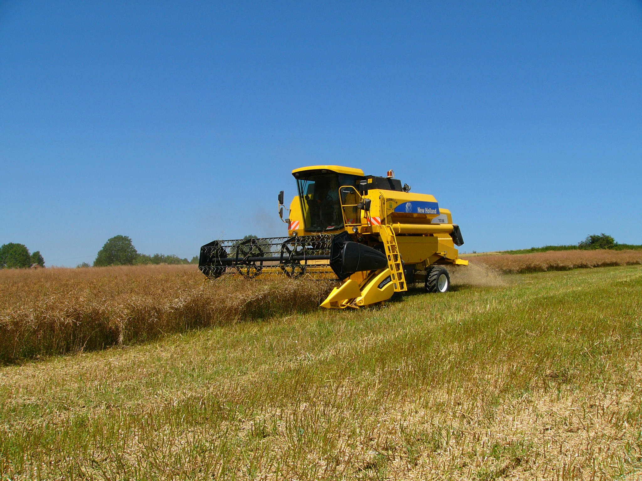 Żółty kombajn New Holland w trakcie żniw rzepaku na polu w słoneczny dzień. Widoczne ślady cięcia i resztki roślin. Błękitne niebo w tle.