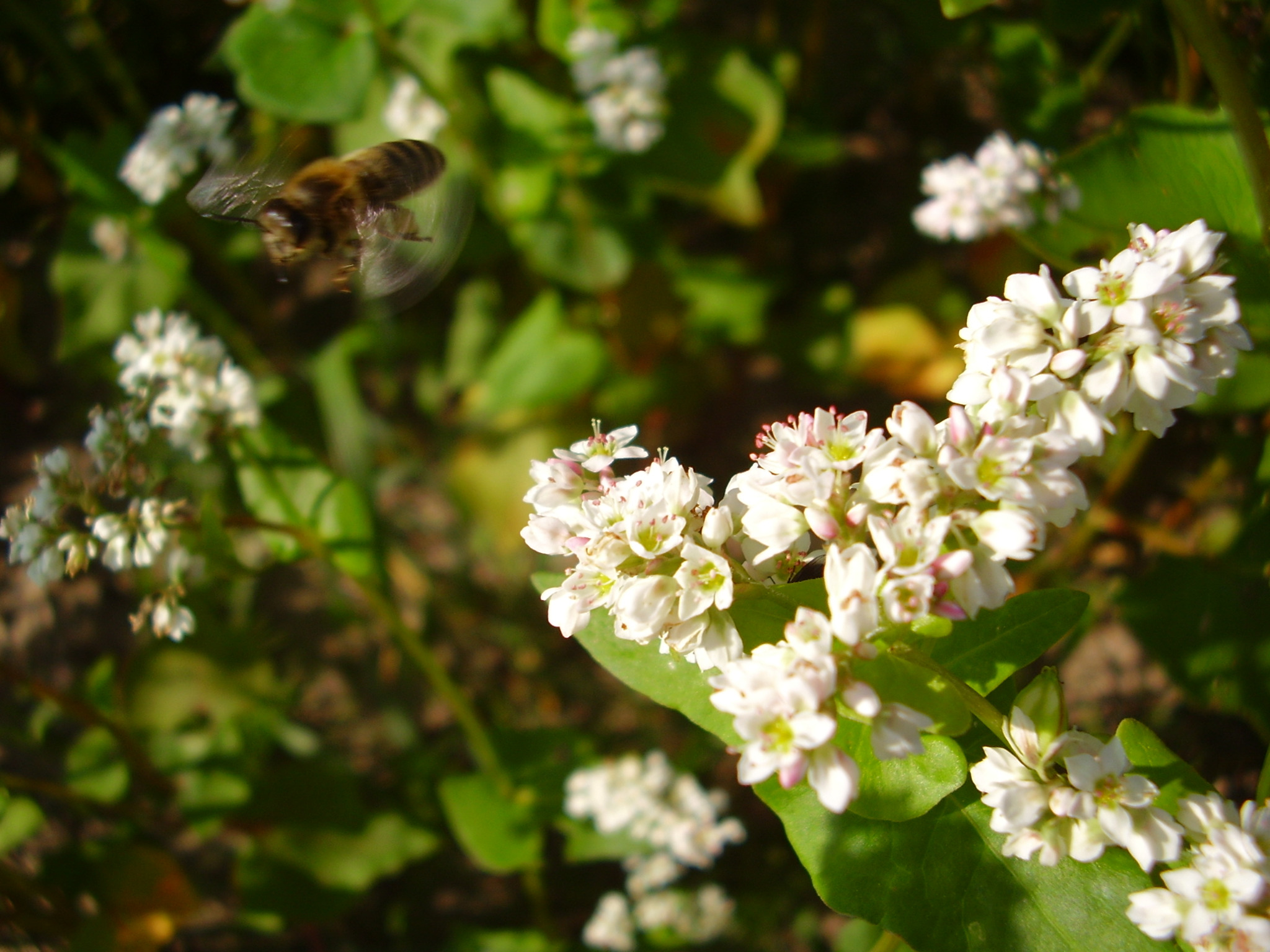 Latająca pszczoła zbliża się do kwitnącej gałązki gryki na tle zielonych liści, uchwycona w słoneczny dzień.