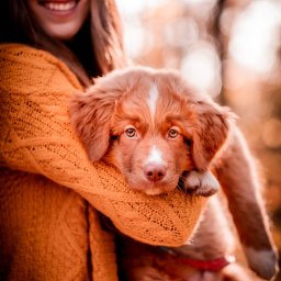 Dagmara Pużyńska Fotografia - Uśmiechnięta kobieta w pomarańczowym swetrze trzymająca rudego szczeniaka rasy Nova Scotia Duck Tolling Retriever na tle rozmytego, jesiennego krajobrazu.