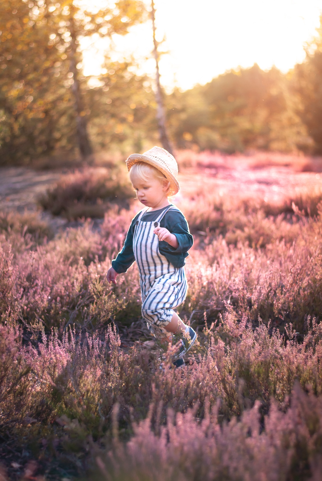 Mały chłopiec w słomkowym kapeluszu i ogrodniczkach spaceruje po wrzosowisku w promieniach zachodzącego słońca. Ujęcie z niskiej perspektywy, miękkie światło.