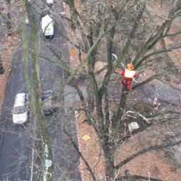 Wycinka drzew Pisarzowice 1