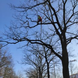 Wycinka drzew Pisarzowice 2