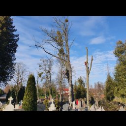 Wycinka drzew Pisarzowice 3