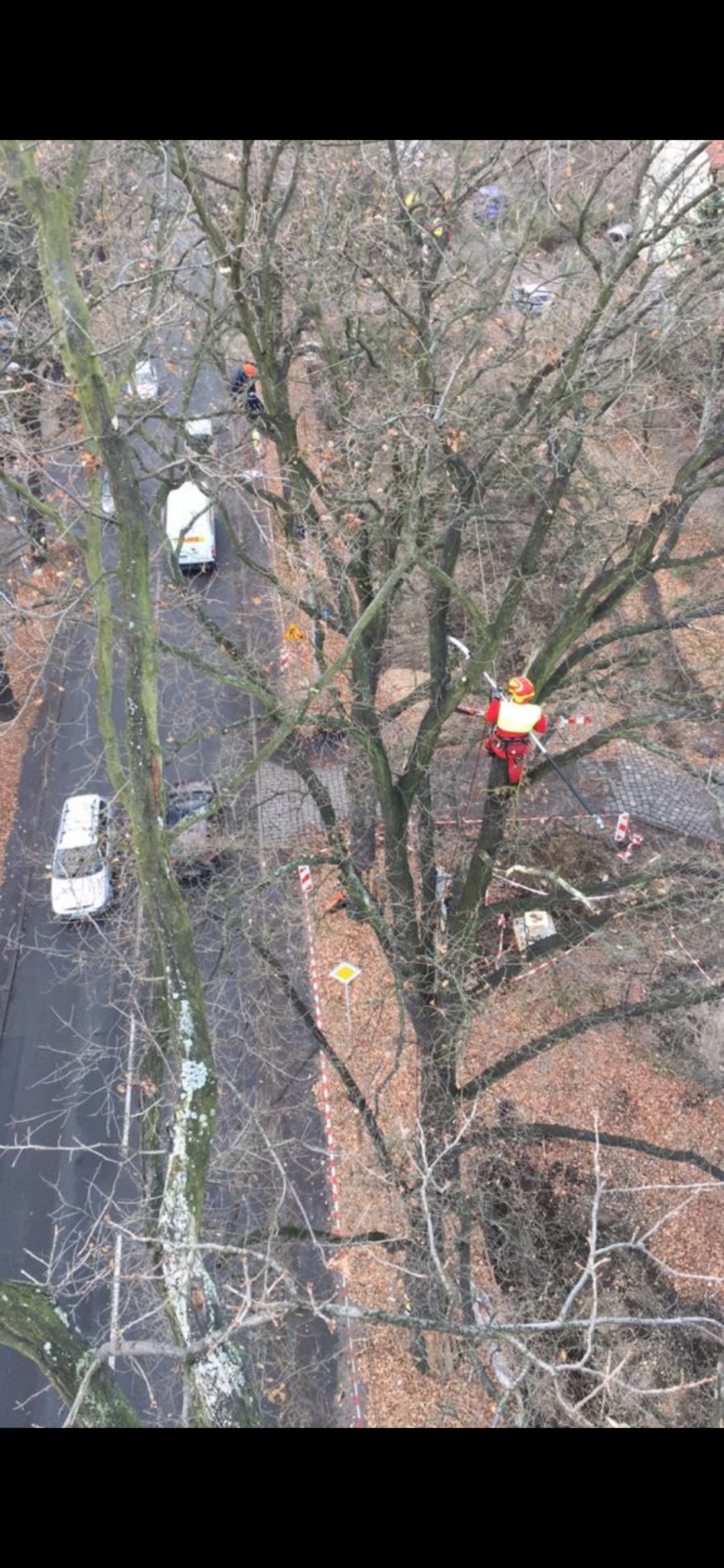 Arborysta w czerwonym kombinezonie, zabezpieczony linami, przycina gałęzie drzewa z użyciem piły teleskopowej. Widok z góry na ulicę i zaparkowane samochody.