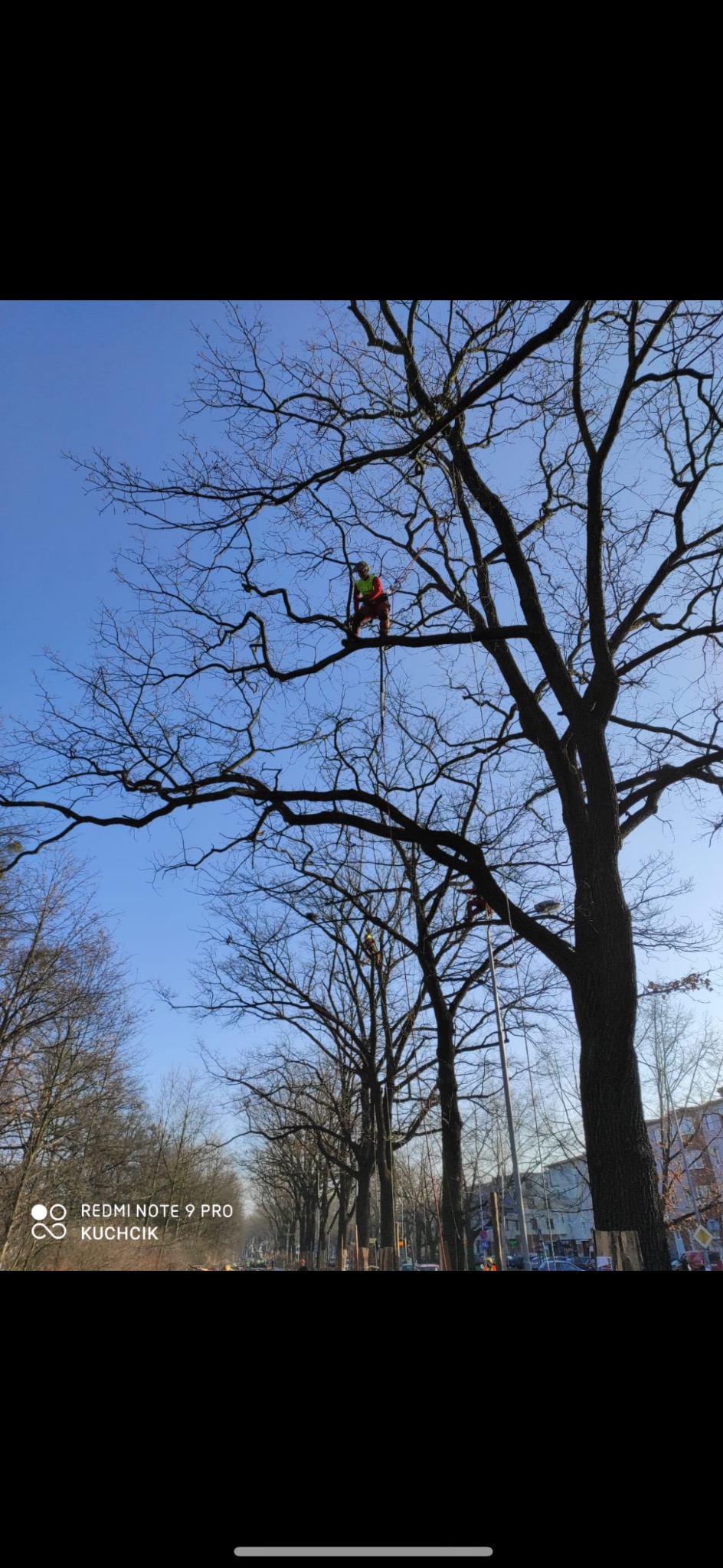 Arborysta w kasku i uprzęży na wysokim drzewie bez liści, zabezpieczony liną. W tle rząd drzew wzdłuż ulicy i budynki. Błękitne niebo.