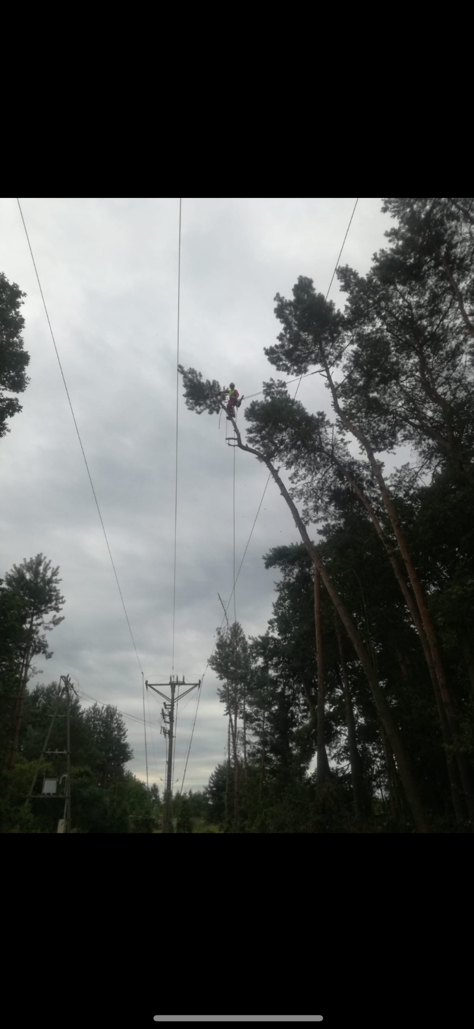 Arborysta w uprzęży tnie gałęzie wysokiego drzewa w pobliżu linii energetycznych. Widok z dołu, pochmurne niebo w tle.