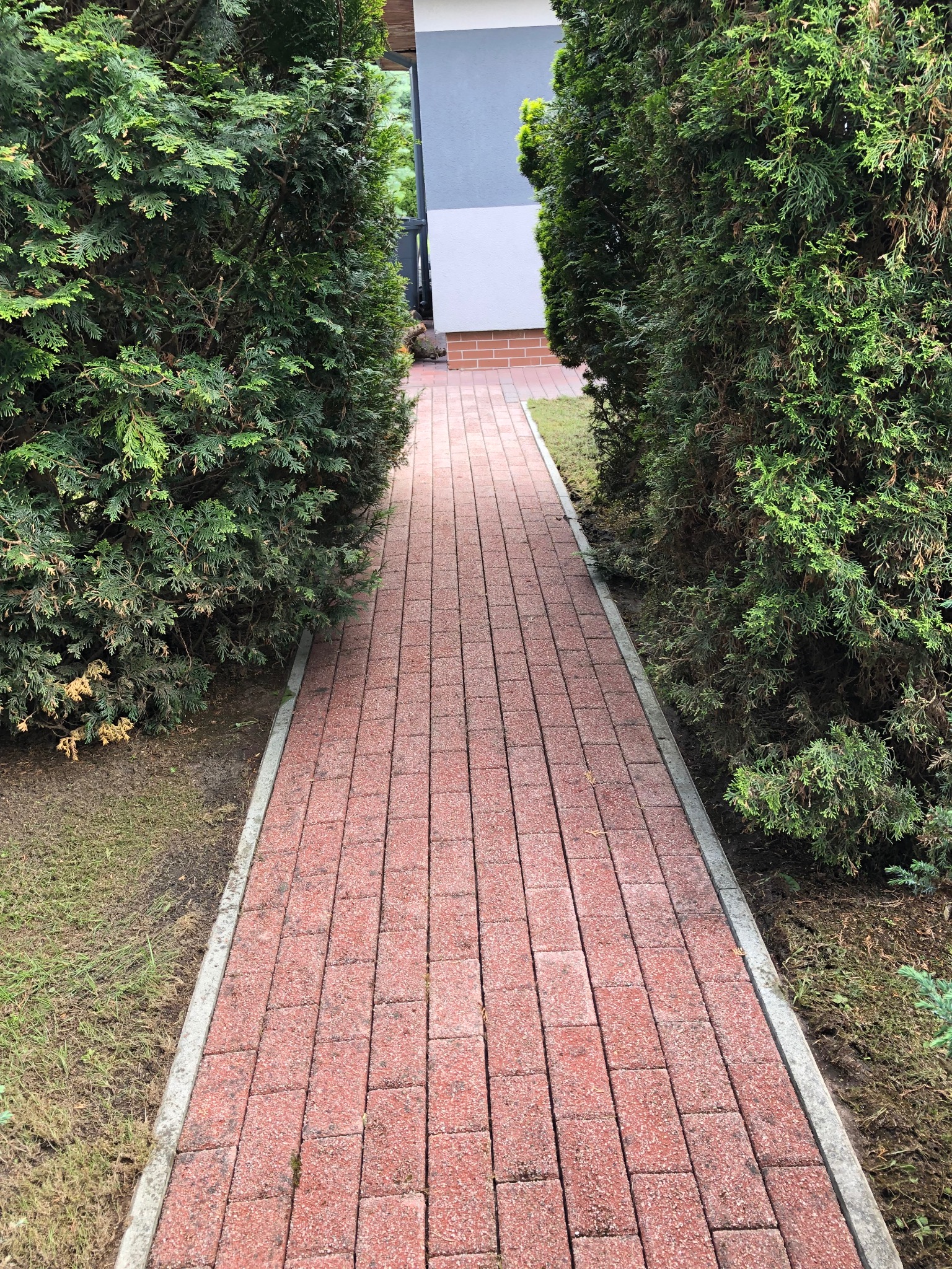 Czerwona kostka brukowa tworzy ścieżkę w ogrodzie, otoczoną zielonymi tujami. Widok z perspektywy pieszego, prowadzący do domu z elementami cegły.