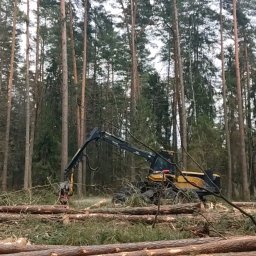 Piotr Adamczyk - Żółty harwester w lesie podczas wycinki drzew. Na ziemi leżą ścięte pnie drzew. W tle wysokie drzewa iglaste.