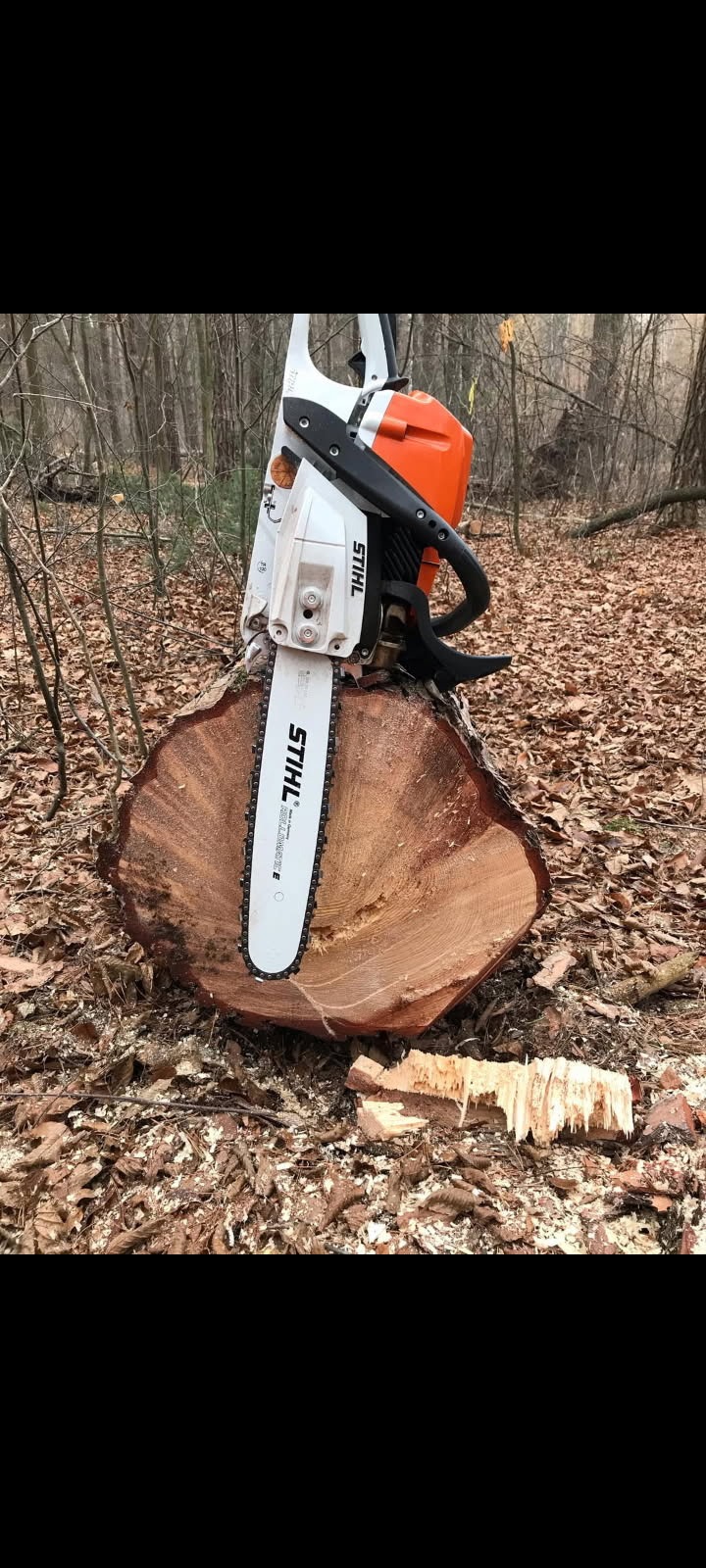Piła spalinowa Stihl na świeżo ściętym pniu drzewa w lesie. Wokół leżą wióry i liście. Widoczne drzewa w tle.