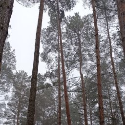 ProArbo.pl - Łukasz Ciemuchowski - 