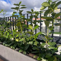 Zakładanie ogrodów Trzciany 4