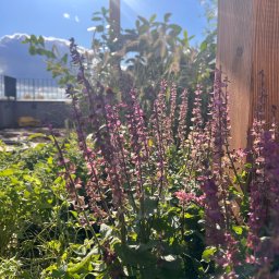 A&P PROJEKTY SPECJALNE - Kwitnące, fioletowe szałwie w ogrodzie, z drewnianym słupkiem i widokiem na taras w tle, w słoneczny dzień. Ujęcie z bliska, podkreślające detale roślin.