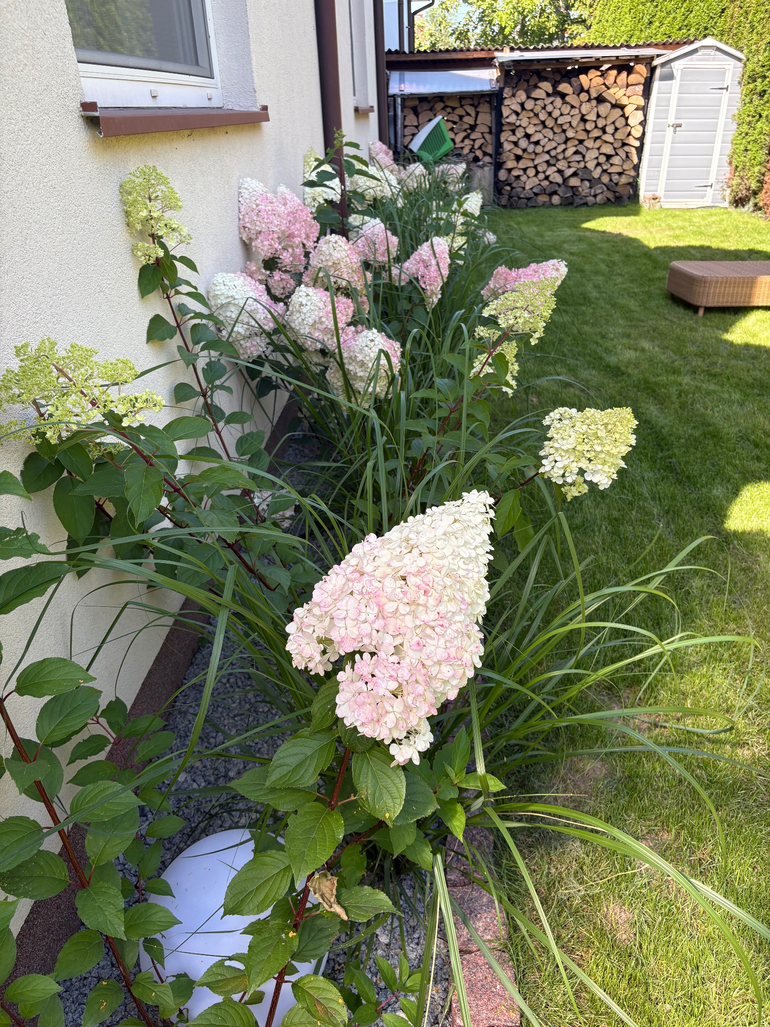 Kwitnące hortensje bukietowe w ogrodzie przydomowym, z widocznym trawnikiem, drewutnią i schowkiem ogrodowym w tle. Ujęcie z poziomu gruntu.