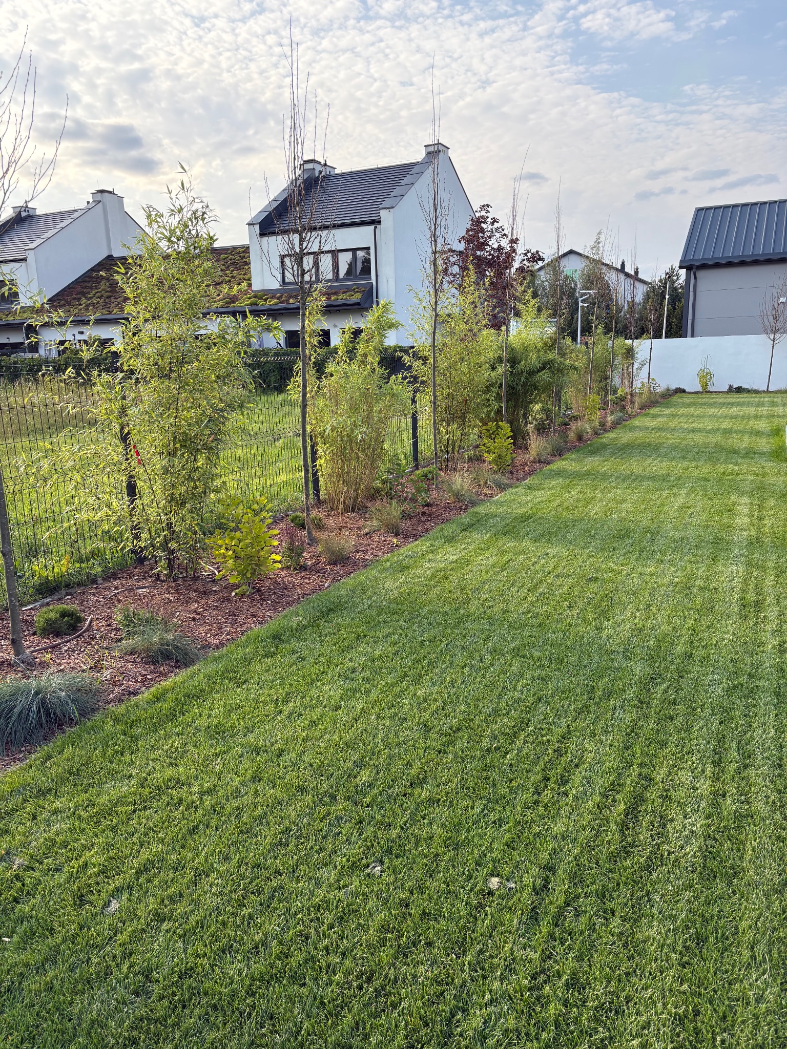 Zadbany trawnik z równo przystrzyżoną trawą, obok rabata z bambusami i korą. W tle domy jednorodzinne i błękitne niebo z chmurami.