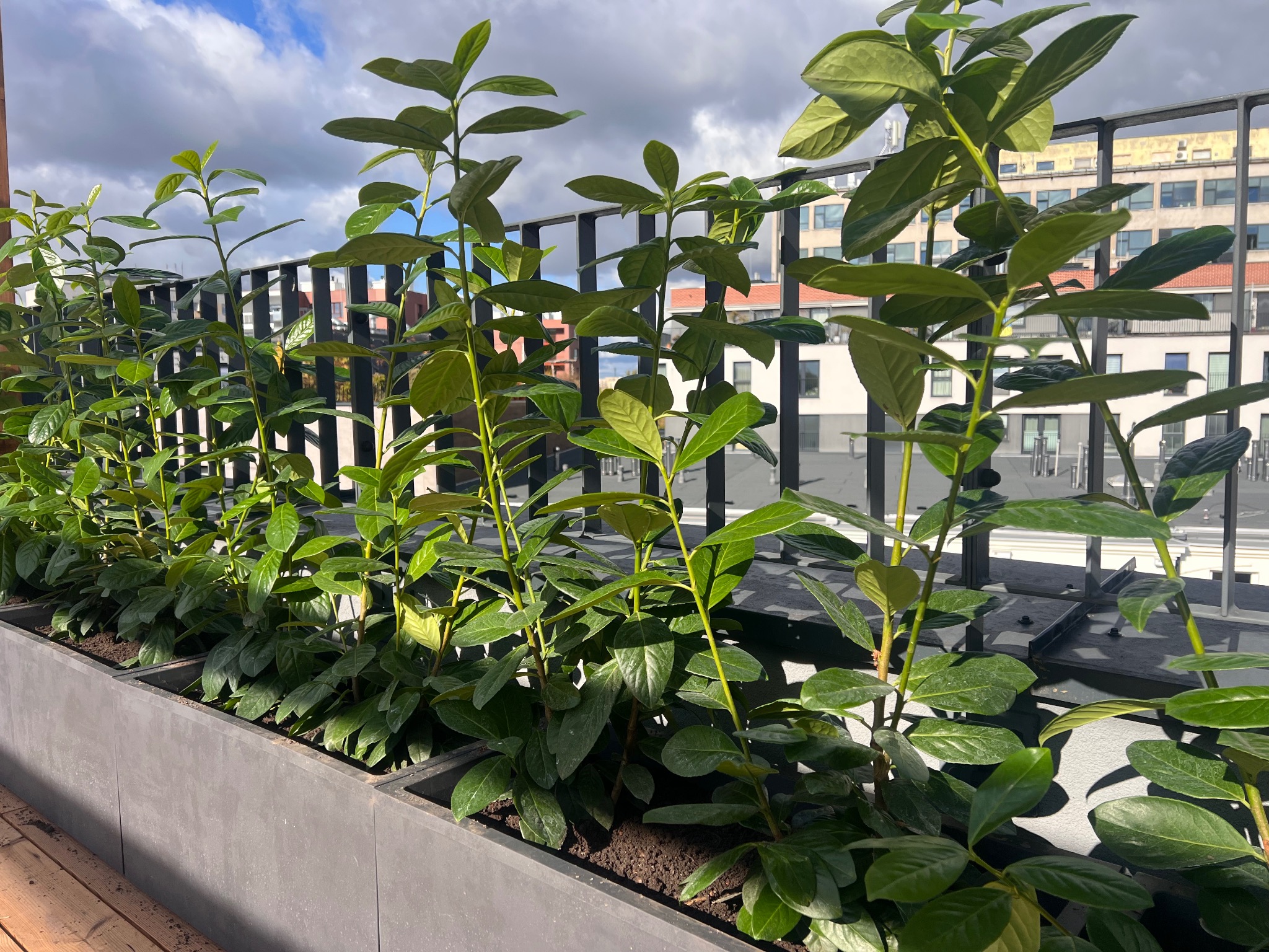 Zagęszczone, zielone rośliny w szarej, betonowej donicy na balkonie z metalową balustradą. W tle budynki miejskie i błękitne niebo z chmurami.