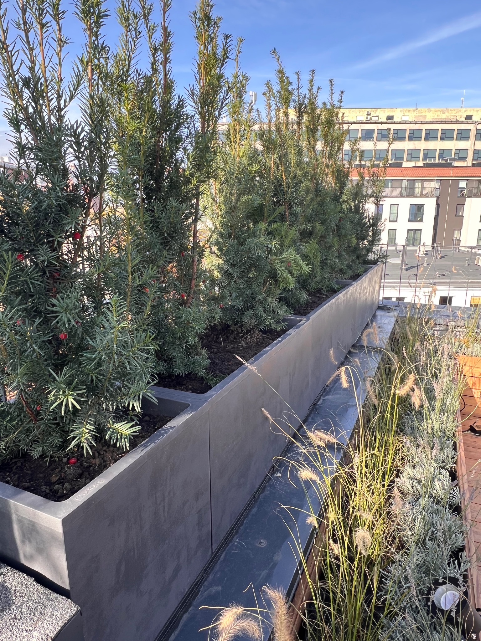 Nowoczesny ogród na dachu z geometrycznymi donicami z betonu, w których rosną iglaki i trawy ozdobne. W tle zabudowa miejska w słoneczny dzień.