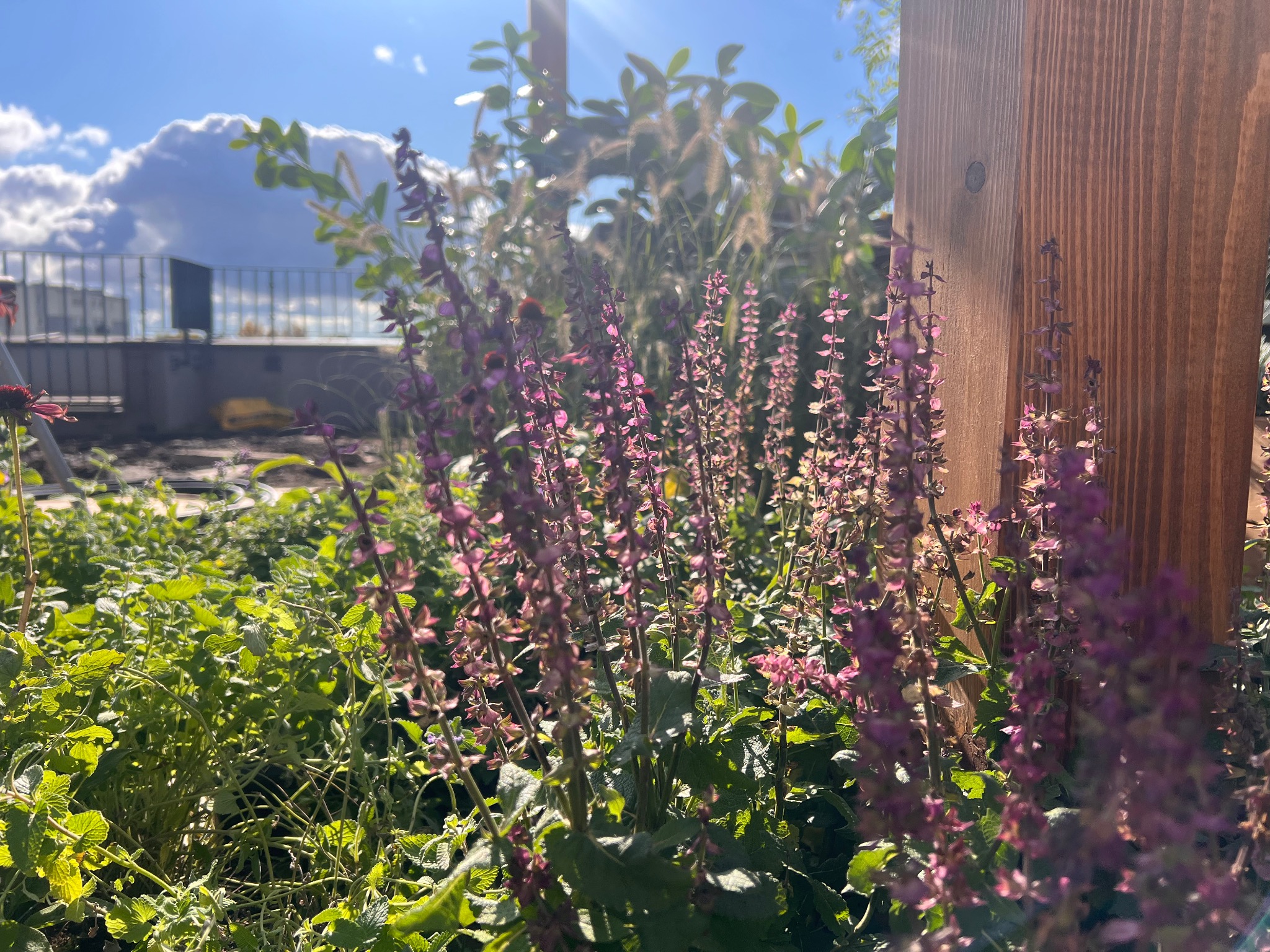 Kwitnące, fioletowe szałwie w ogrodzie, z drewnianym słupkiem i widokiem na taras w tle, w słoneczny dzień. Ujęcie z bliska, podkreślające detale roślin.