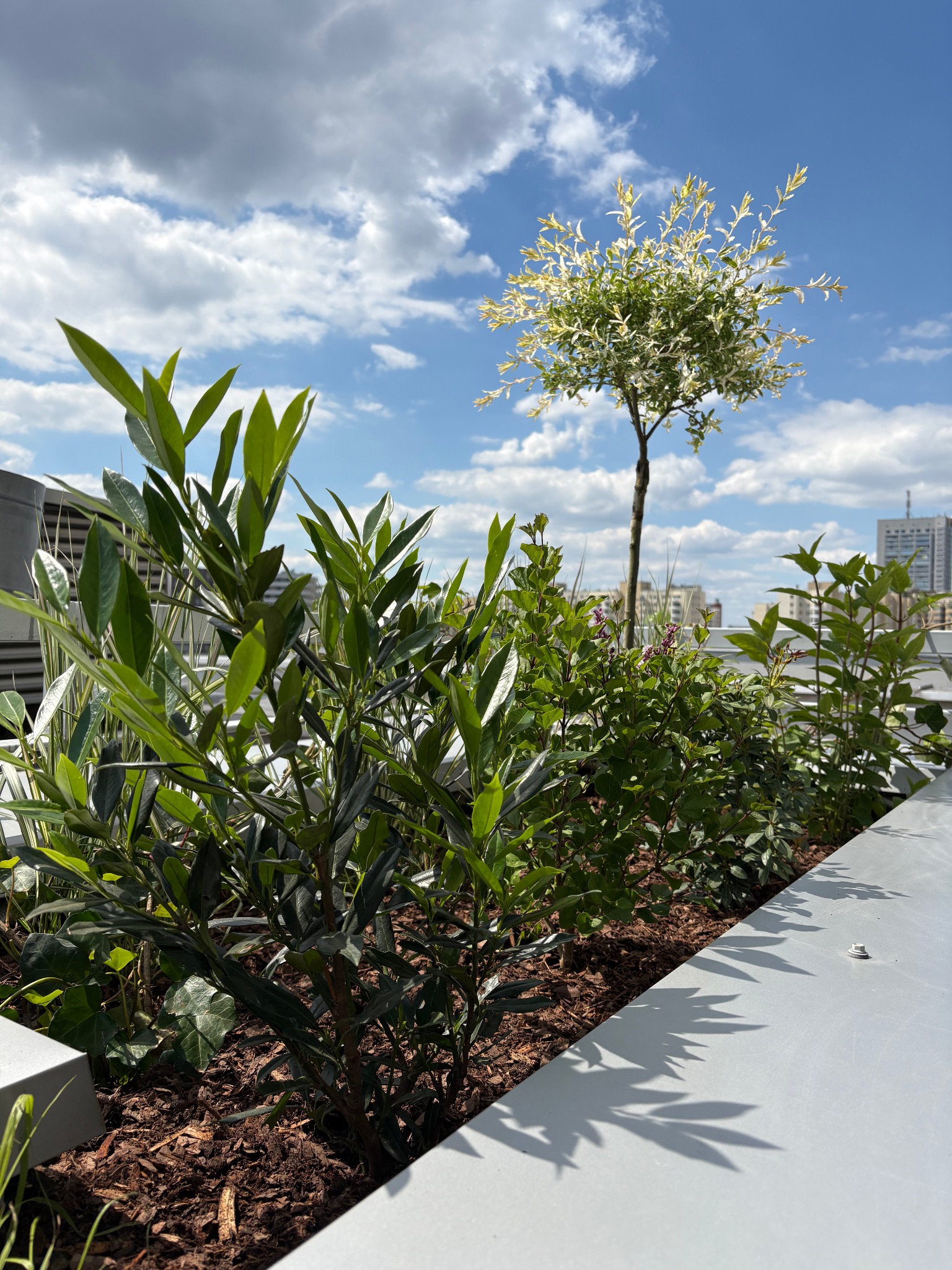 Ogród na dachu z ozdobnymi krzewami i drzewem 'Hakuro-nishiki' na tle błękitnego nieba z chmurami i miejskiej zabudowy. Widok z bliska na roślinność.