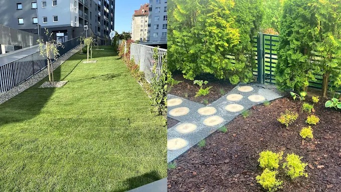 Nowoczesny ogród miejski: trawnik z młodymi drzewkami i ścieżka z płyt w korze, tuje przy ogrodzeniu. Kontrast między uporządkowaną zielenią a naturalnym wyglądem.