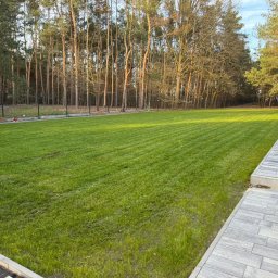 Wycinka drzew Płock 2