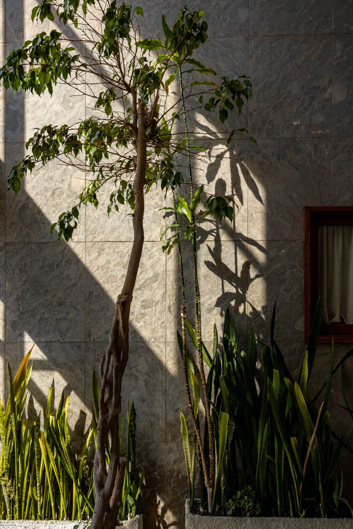 Jasne wnętrze z roślinami w donicach, oświetlone promieniami słońca padającymi na marmurowe płytki ścienne. Widoczny cień roślin i fragment okna z zasłoną.