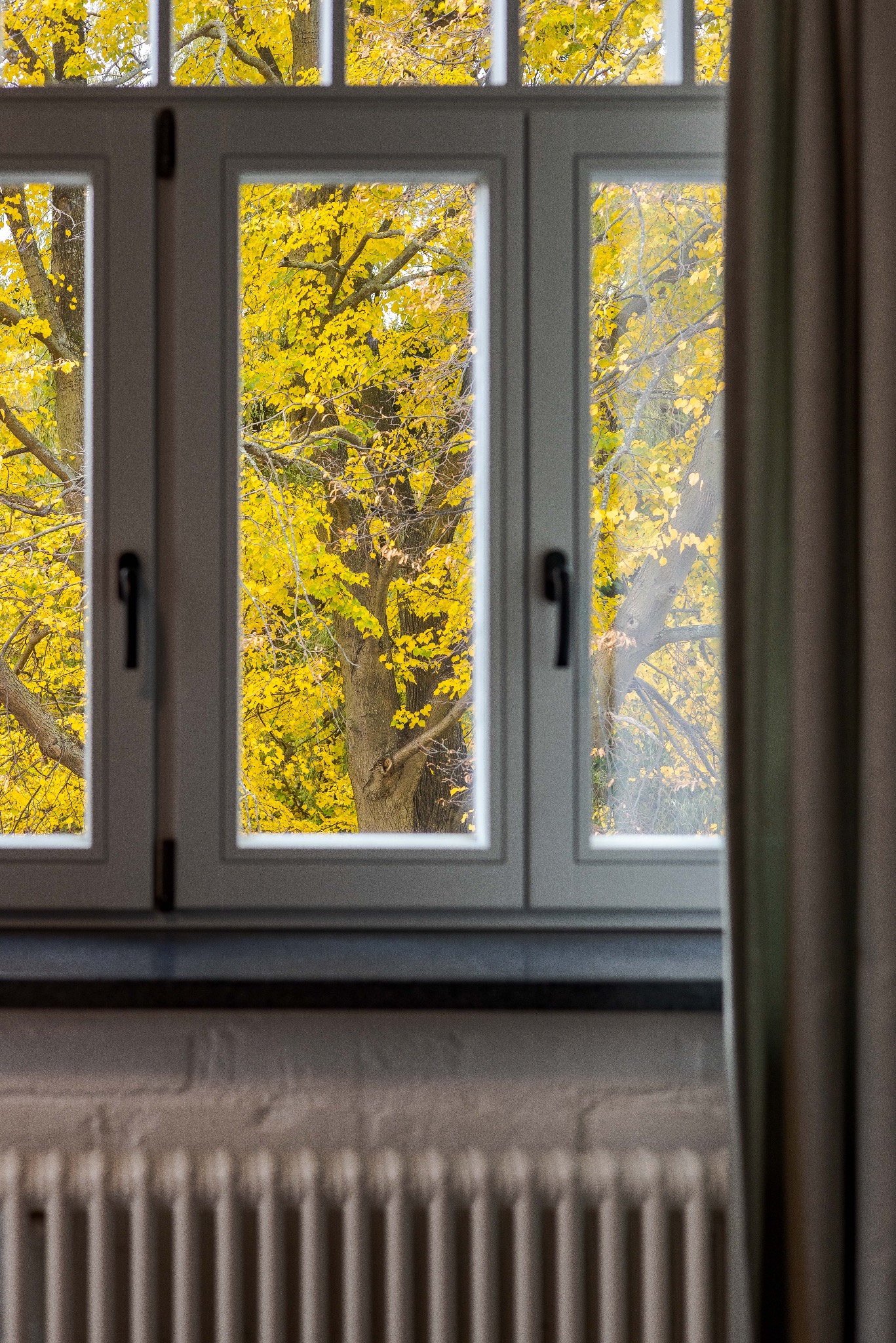 Widok z okna na jesienne drzewo o żółtych liściach. Białe ramy okienne, fragment grzejnika i zasłony. Naturalne światło dzienne.