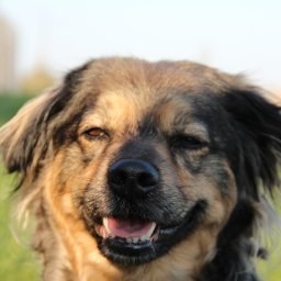 Justyna Woźna - Uśmiechnięty pies rasy mieszanej z brązowo-czarnym futrem, z bliska, w naturalnym świetle, na tle zielonej trawy i błękitnego nieba. Widoczny pysk i zęby.