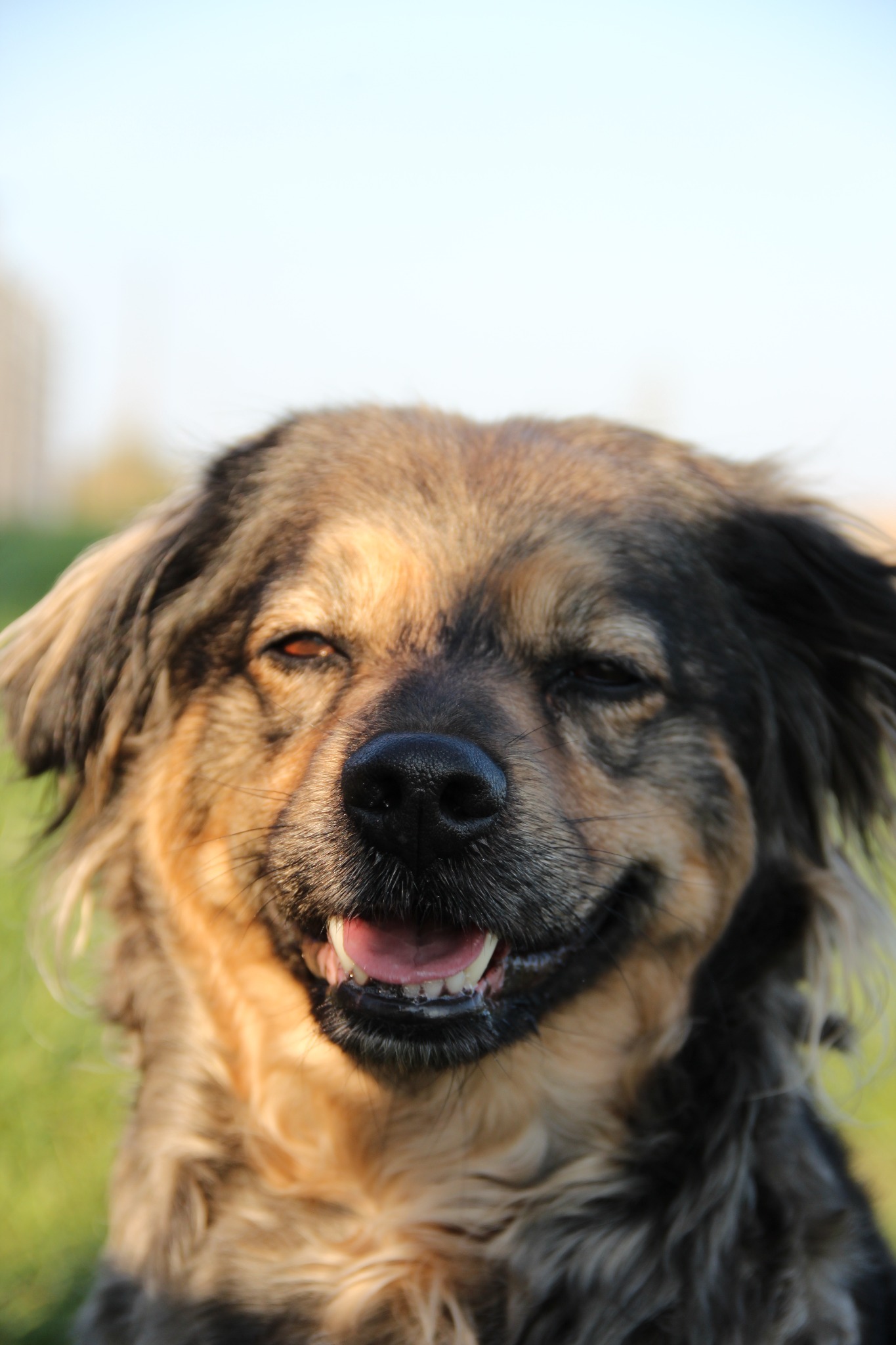 Uśmiechnięty pies rasy mieszanej z brązowo-czarnym futrem, z bliska, w naturalnym świetle, na tle zielonej trawy i błękitnego nieba. Widoczny pysk i zęby.
