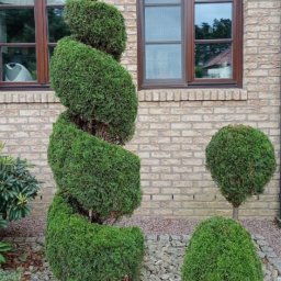 Jan Jaślanek - Ozdobne, spiralnie przycięte drzewko iglaste na tle ceglanej ściany z oknami. Obok kuliste drzewko i kamienny podkład.
