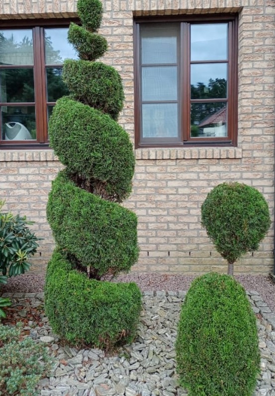 Ozdobne, spiralnie przycięte drzewko iglaste na tle ceglanej ściany z oknami. Obok kuliste drzewko i kamienny podkład.