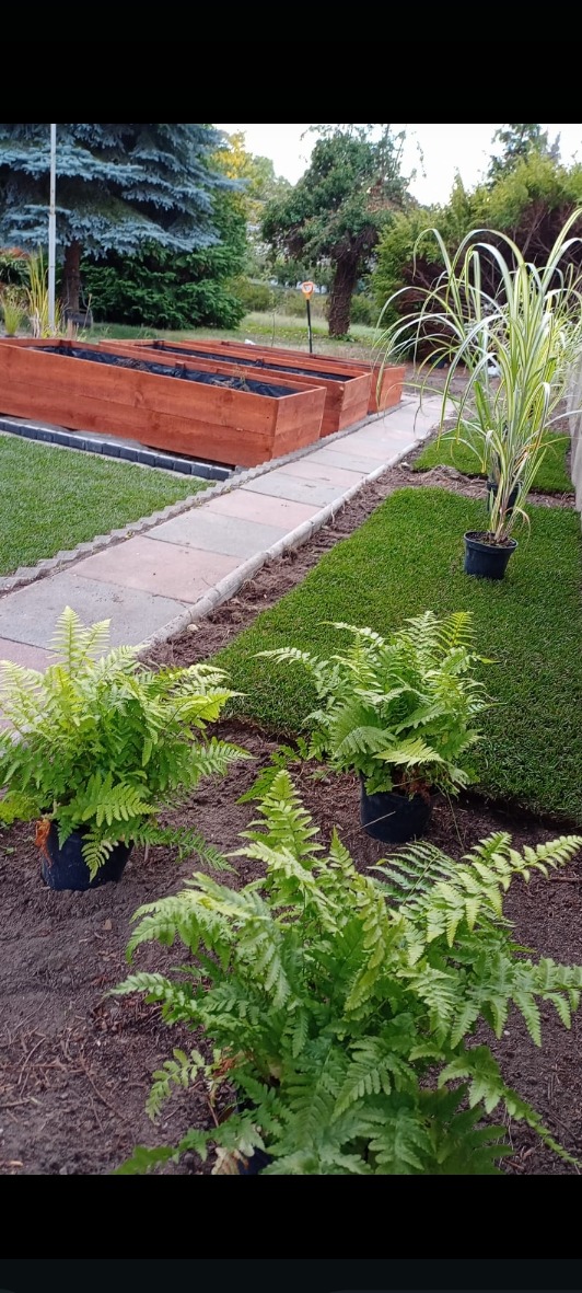 Świeżo ułożona trawa z rolki, drewniane skrzynie na rośliny, ścieżka z kostki, paprocie w donicach. Elementy ogrodu w trakcie aranżacji.