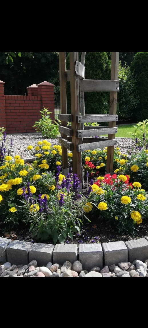 Kwitnący rabat z żółtymi i fioletowymi kwiatami, obrzeże z kostki betonowej, drewniana konstrukcja wspierająca młode drzewko, ceglany murek w tle. Słoneczny dzień.