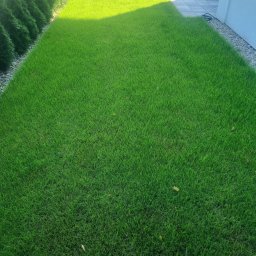 Firma ogrodnicza Magdalena Modła - Soczysta, gęsta trawa z rolki w Maciowakrze, idealnie dopasowana do otoczenia. Widoczne tuje i kamień ozdobny. Perfekcyjny trawnik.