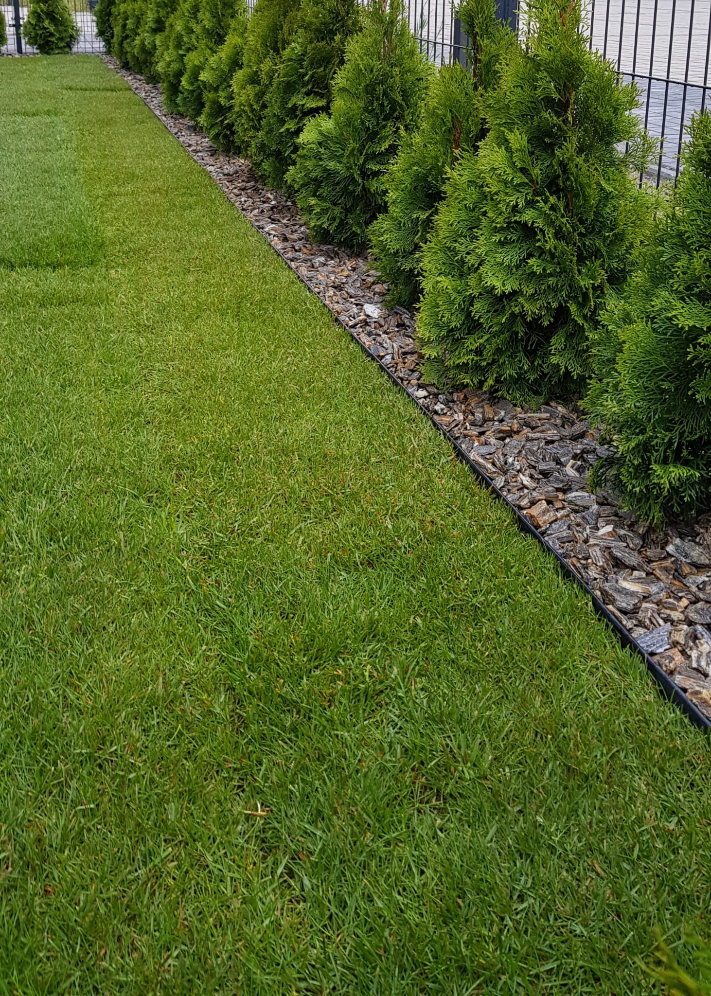 Równy trawnik z rolki graniczący z rzędem tuj obsypanych korą, oddzielonych czarnym obrzeżem, przy metalowym ogrodzeniu. Estetyczne wykończenie ogrodu.