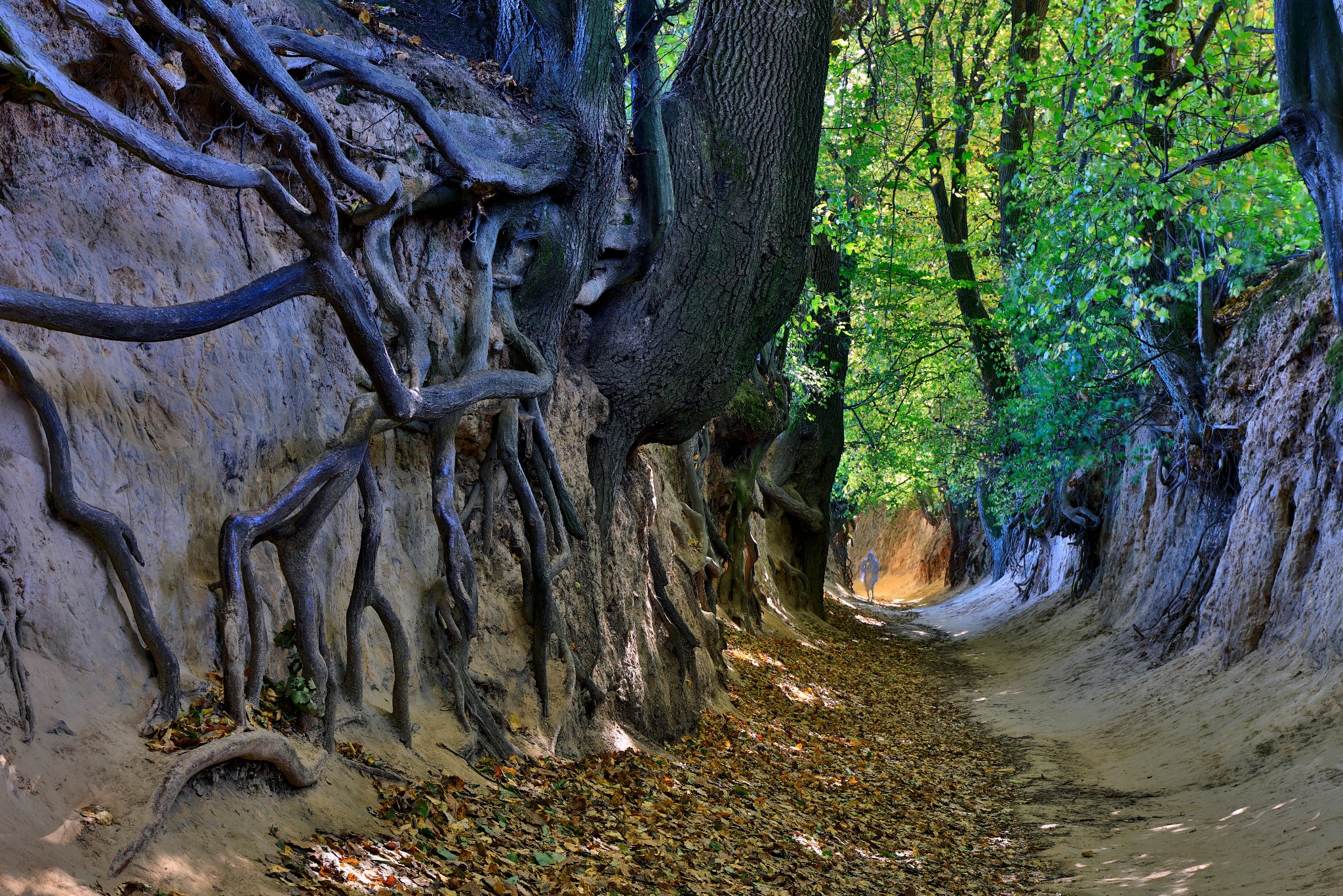 Malownicza aleja z drzewami o odsłoniętych korzeniach, tworzącymi naturalne rzeźby w piaskowej skarpie. Jesienne liście pokrywają ścieżkę, a w oddali widoczne światło.