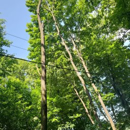 Przycinanie drzew Gołuchów 4