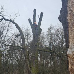 Przycinanie drzew Gołuchów 3