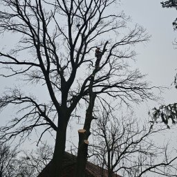 Przycinanie drzew Gołuchów 1