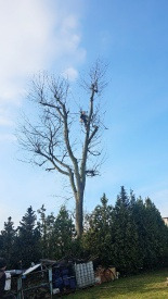 Ogołocone drzewo po cięciu, widoczne ślady ingerencji, otoczone zielenią iglaków na tle błękitnego nieba. Widok z dołu.