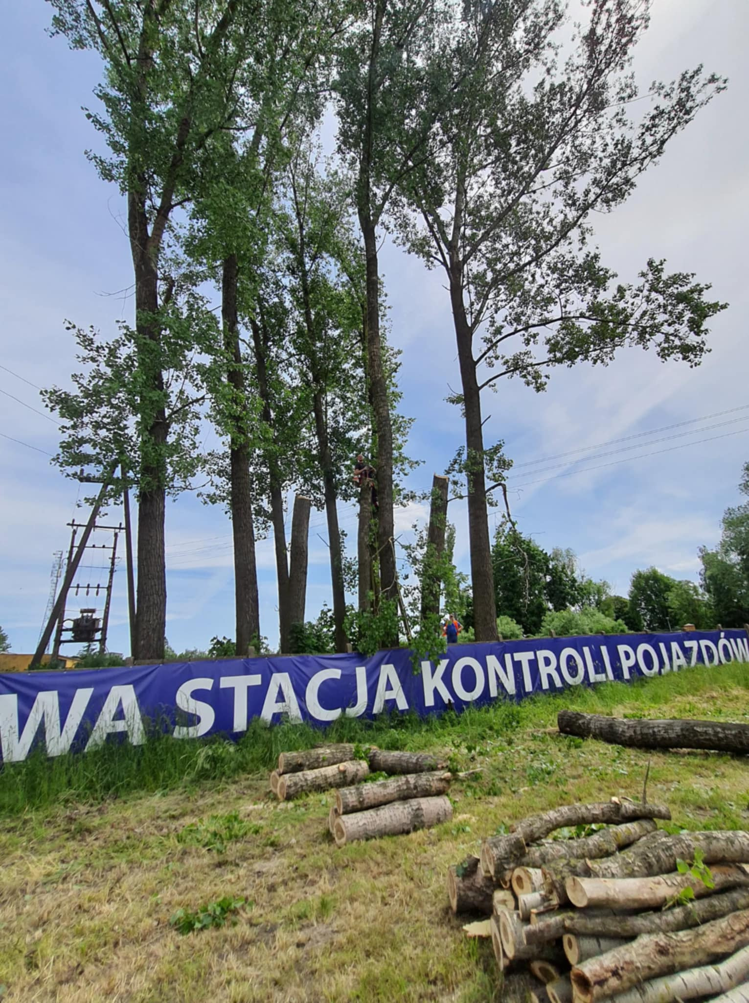 Wysokie drzewa po częściowej wycince, z pniem przyciętym na różnej wysokości. Na pierwszym planie ścięte pnie drzew i baner reklamowy. Prace w toku.