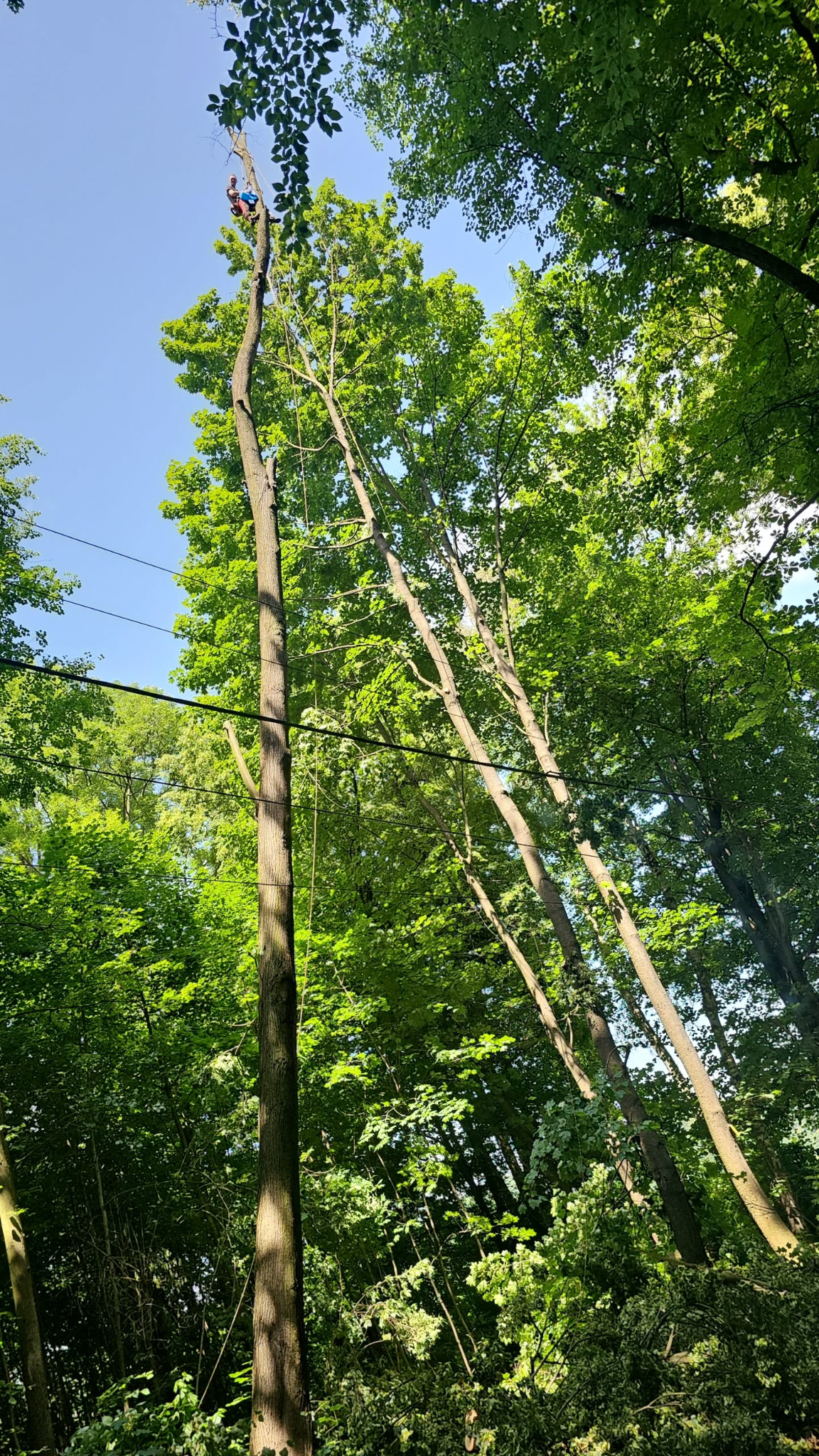 Arborysta w uprzęży na wysokim drzewie podczas pracy, widok z dołu. W tle gęsty las i błękitne niebo. Przewody elektryczne przecinają kadr.