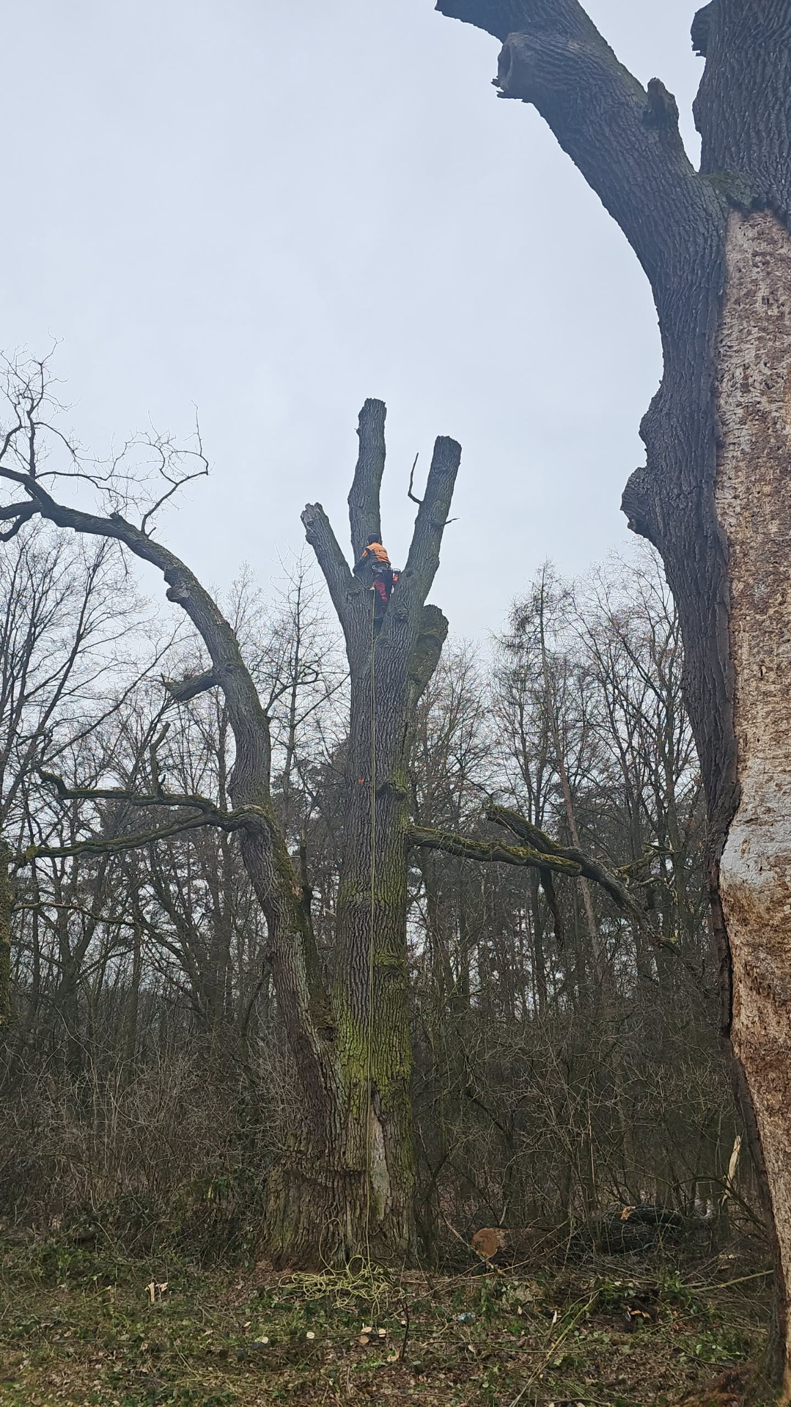 Arborysta w pomarańczowym kombinezonie, zabezpieczony linami, przycina konary wysokiego drzewa w Gołuchowie. Widok na las w tle, pochmurne niebo.
