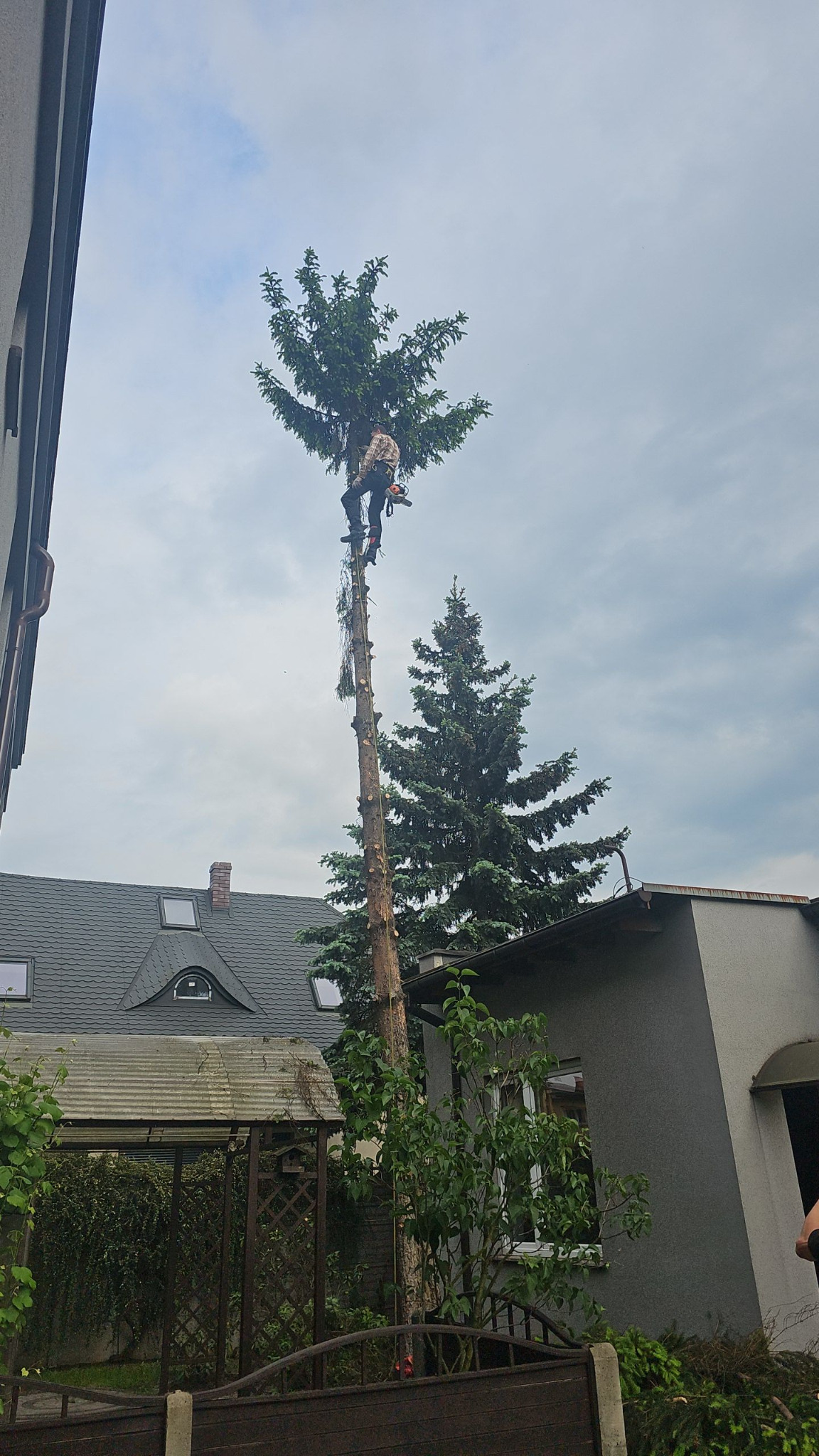 Arborysta w trakcie pracy na wysokiej sośnie, zabezpieczony linami, z piłą spalinową w dłoniach. W tle domy i inne drzewa.