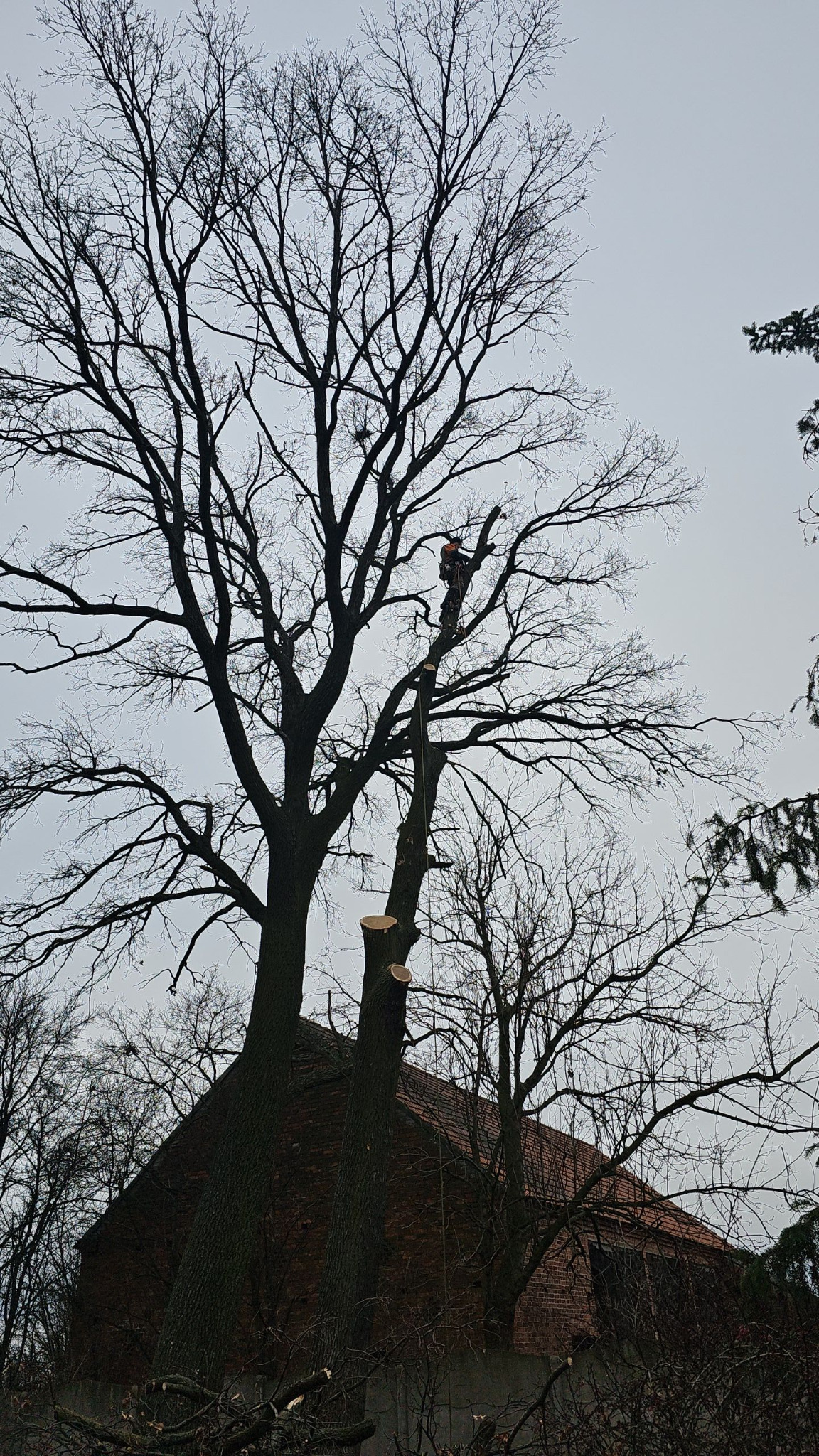 Arborysta w koronie drzewa podczas cięcia gałęzi. W tle budynek z czerwonej cegły i stosy pociętych gałęzi u podstawy drzew. Pochmurny dzień.