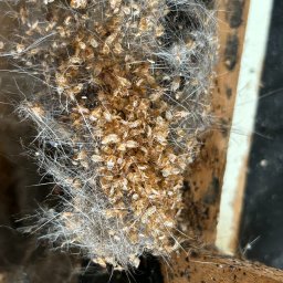 Dezynsekcja i deratyzacja Warszawa 1