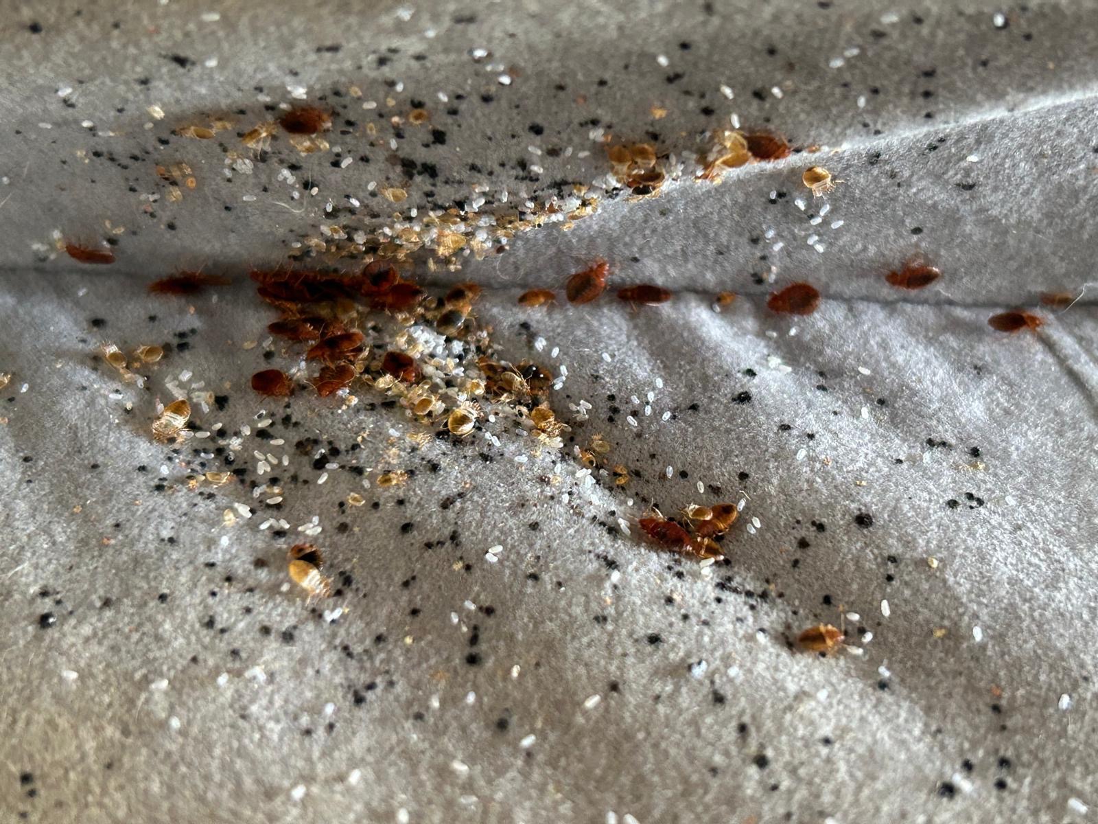 Bliski widok pluskwy domowej i jaj na szarym materiale, ukazujący problem infestacji w domu. Widoczne liczne osobniki i jaja.